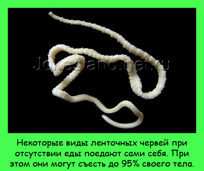 Некоторые виды ленточных червей