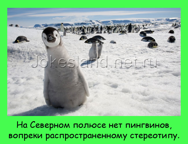 На Северном полюсе нет пингвинов