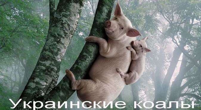 Украинские коалы