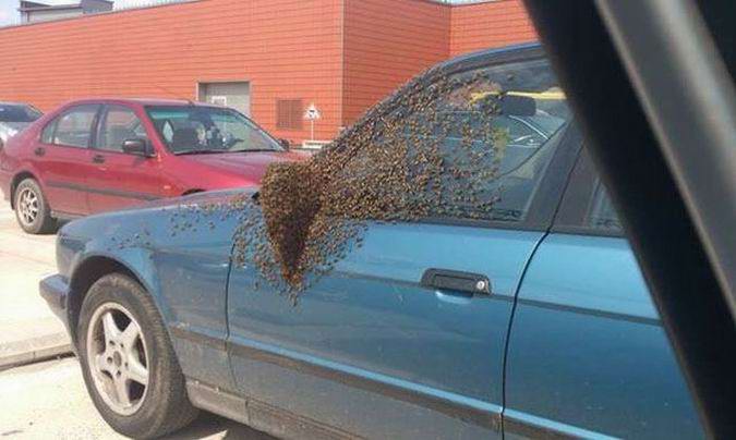 Рой пчёл