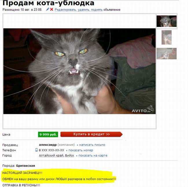 Продам кота-ублюдка
