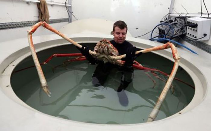 Купание гиганского краба