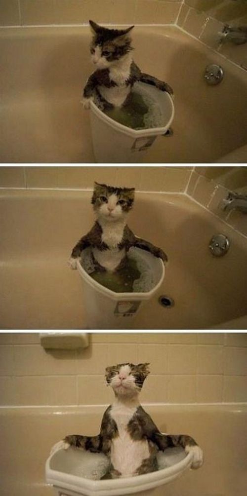 Кот купается