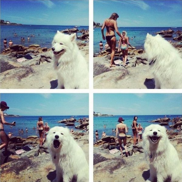 Собака на отдыхе