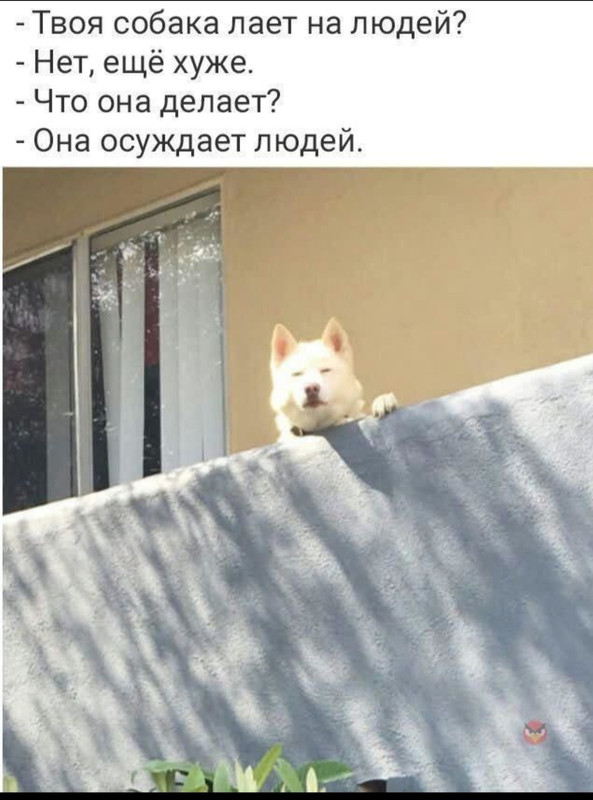 Твоя собака лает на людей