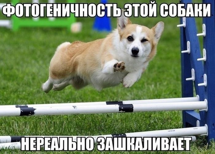 Фотогеничность этой собаки зашкаливает