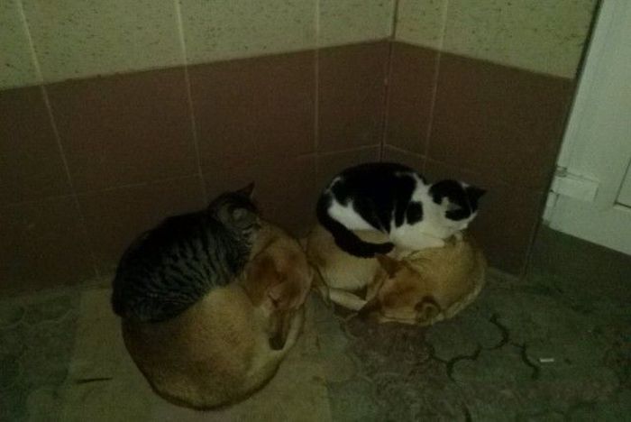 Кошки отдыхают на собаках