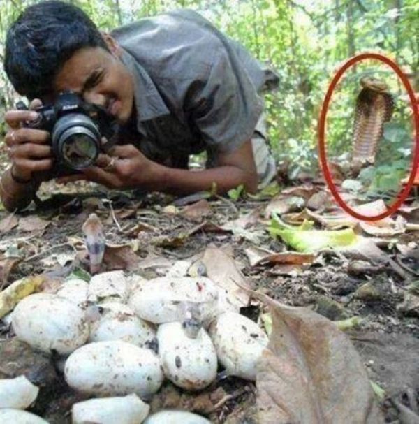 Фотография змеиных яиц