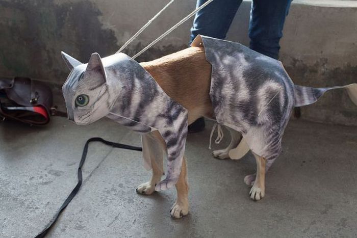 Собака в одежде кота