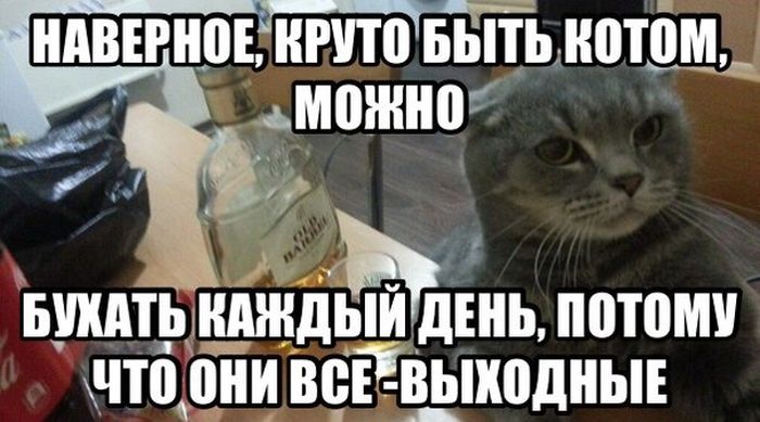 Наверное, круто быть котом