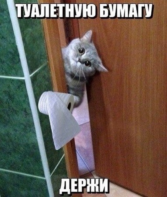 Держи туалетную бумагу