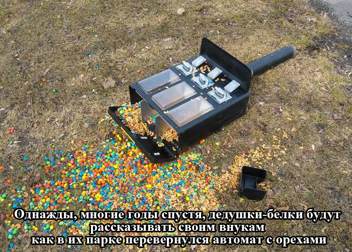 Дедушки-белки будут рассказывать своим внукам