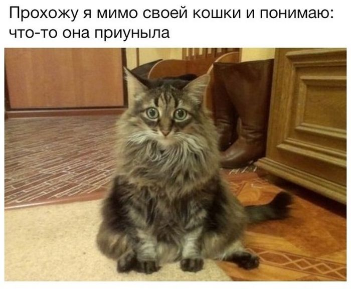 Прохожу я мимо своей кошки и понимаю: что-то она приуныла