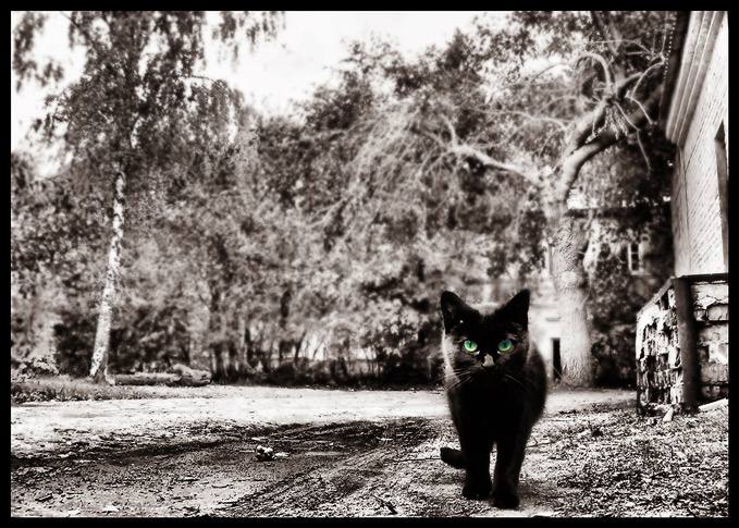 серый мир с котом