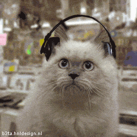 Танцующие коты