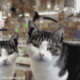 Танцующие коты