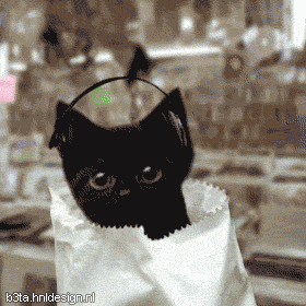 Танцующие коты