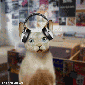 Танцующие коты