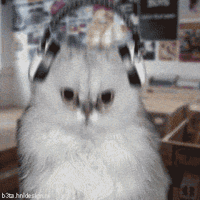 Танцующие коты
