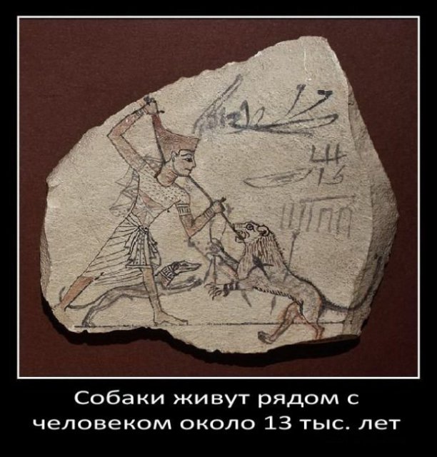Собаки живут рядом
