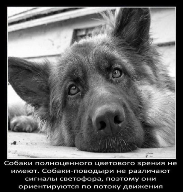 Собаки не имеют полноценного зрения