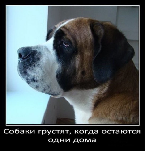 Собаки грустят