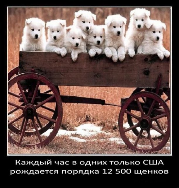 Каждый часм 12 500 щенков