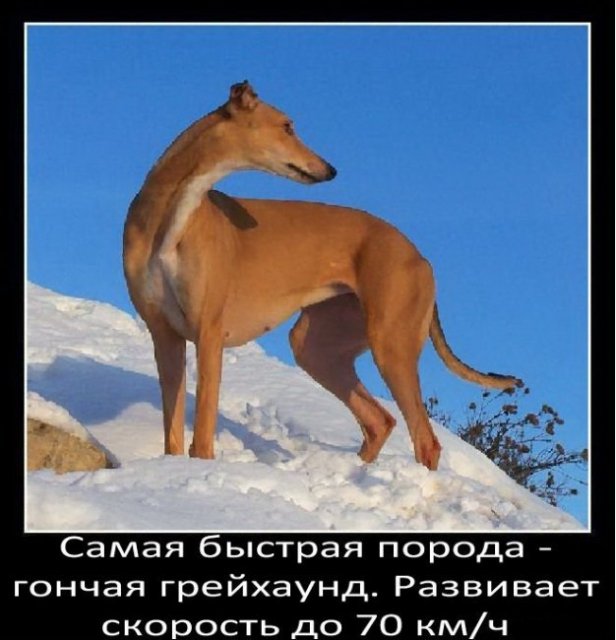 Самая быстрая порода