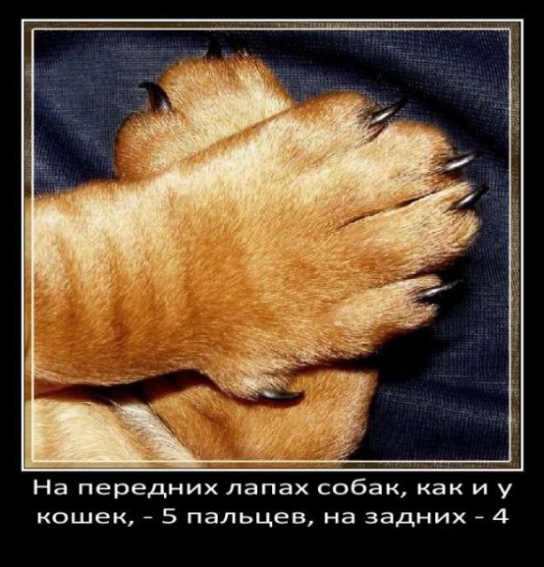 На передних лапа