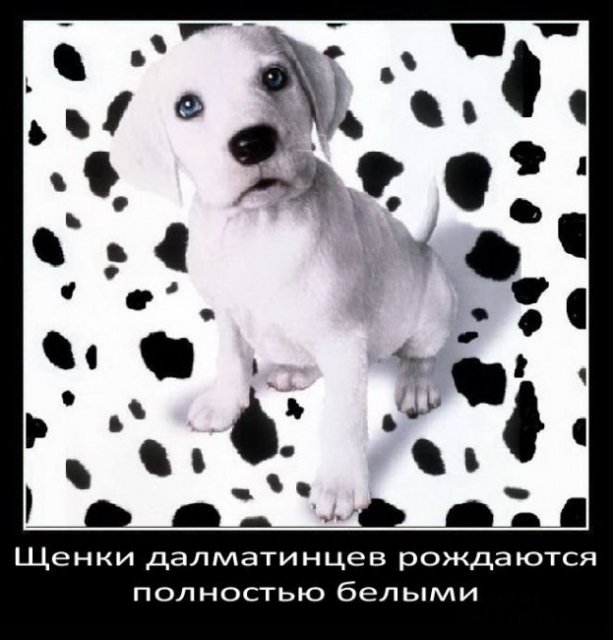 Щенки далматинцев