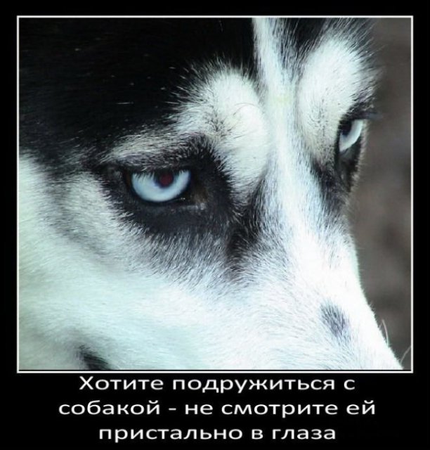 Хотите подружиться с собакой