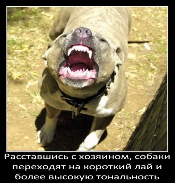 Расставшись с хозяином