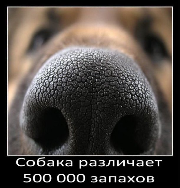 500 000 запахов