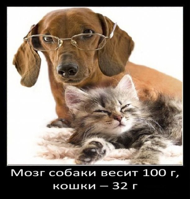 Мозг собаки