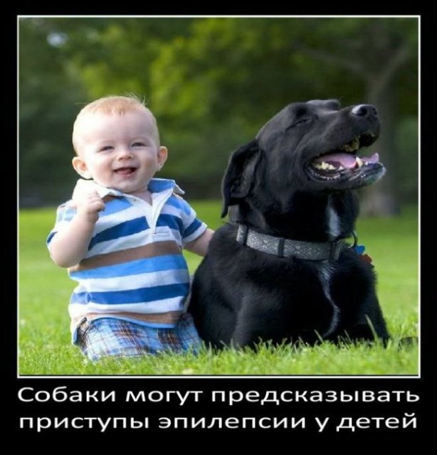 Собаки могут предсказывать