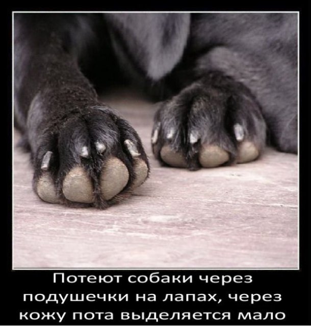 Потеют собаки через подушечки