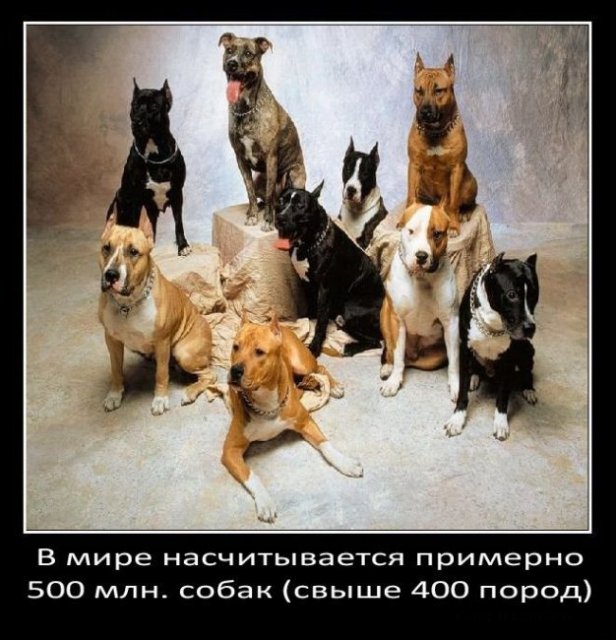 Сколько в мире собак?