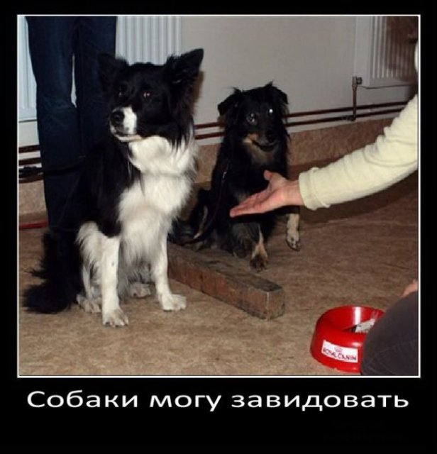 Собаки могут завидовать