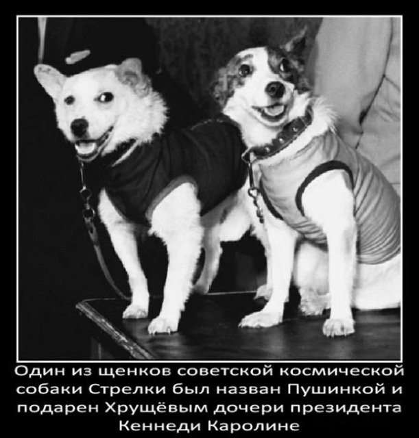 Один из щенков космической собаки Стрелки