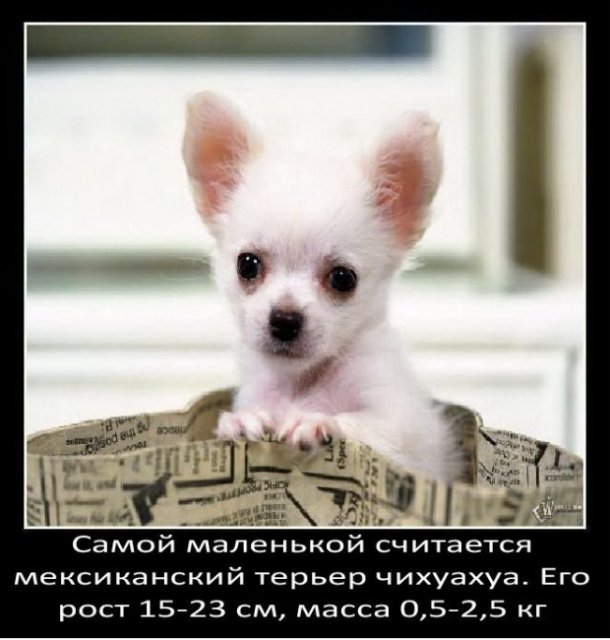 Самая маленькая собака