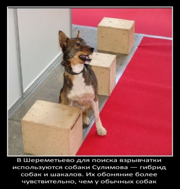 Для поиска взрывчатки используются собаки