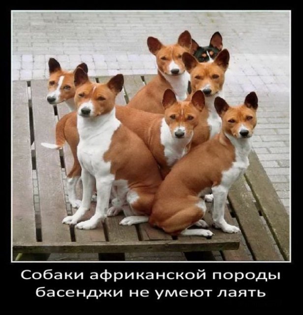 Собаки африканской породы