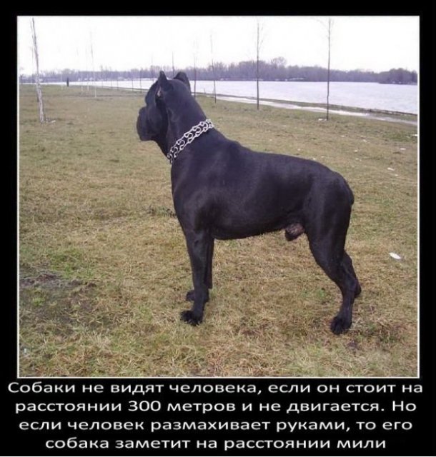 Собаки не видят человека, если он стоит на расстоянии 300 метров и не д