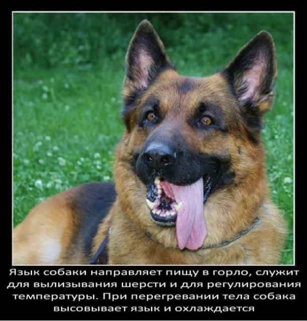 Язык собаки направляет пищу горло служит для вылизывания