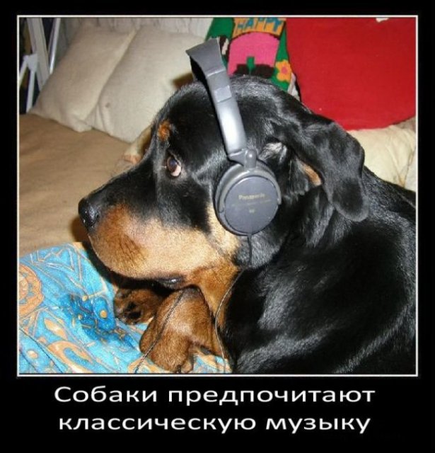 Собаки предпочитают классическую музык