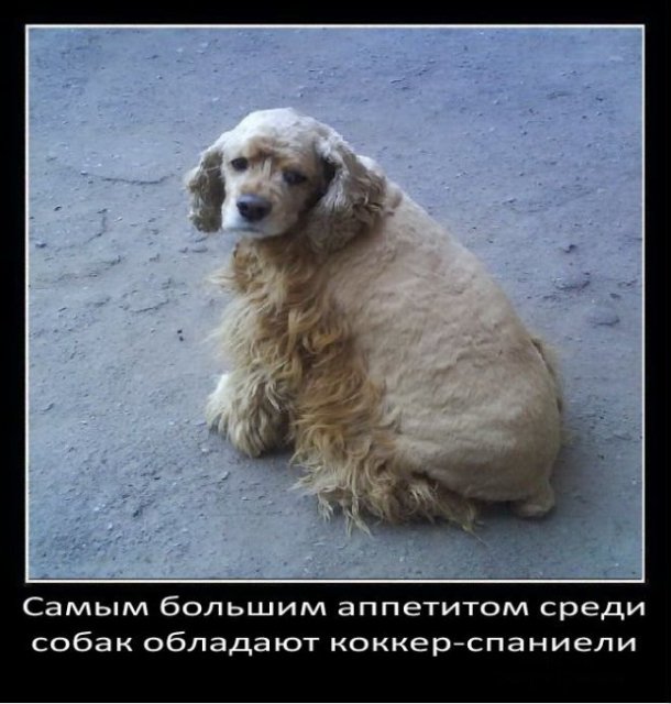 Самым большим аппетитом среди собак обладают коккер-спаниели