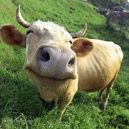 Пост про коров