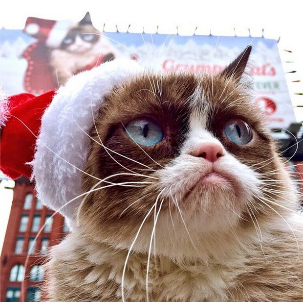 Grumpy Cat  100   2  (20 )