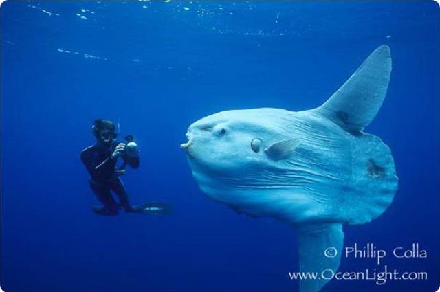 Луна-рыба (Mola-mola)
