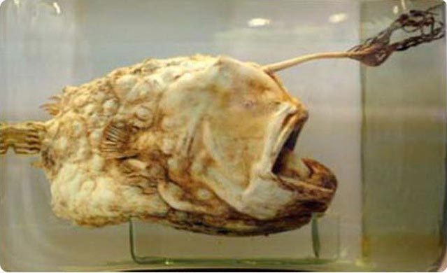 Морской черт (football fish)